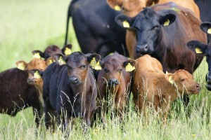 O afacere de succes pentru fermierii romani,ferma de vaci