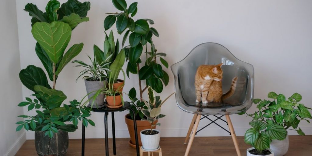 8 plante netoxice pentru pisici si caini