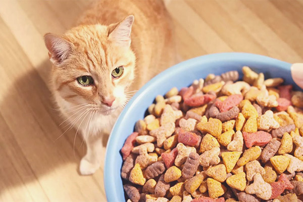 Beneficiile alimentelor uscate pentru pisici